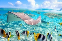 Cozumel_snorkeling_El_Cielo