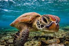 turtle_underwater_swimming_playa_del_carmen