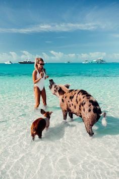 Bahamas yacht charters Exuma pig island